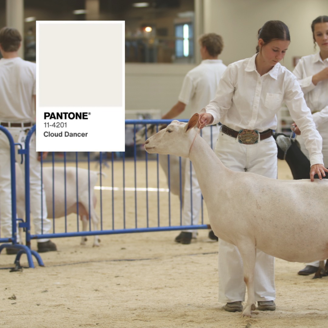 ADGA - 🎨 Pantone Color of the Year 2026: Cloud Dancer Soft. Timeless ...