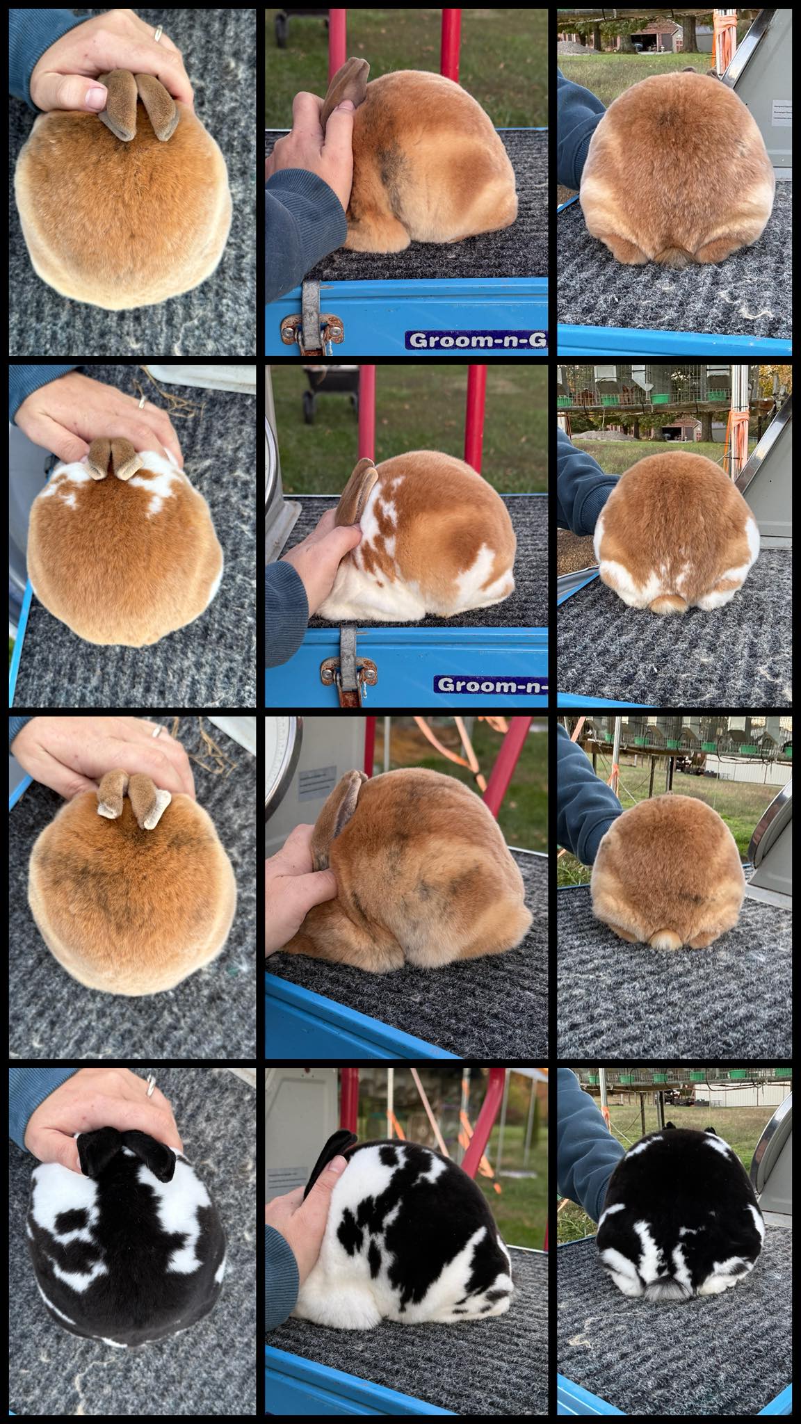 ADM's - This is my first tort mini Rex litter. I don’t think the cross ...