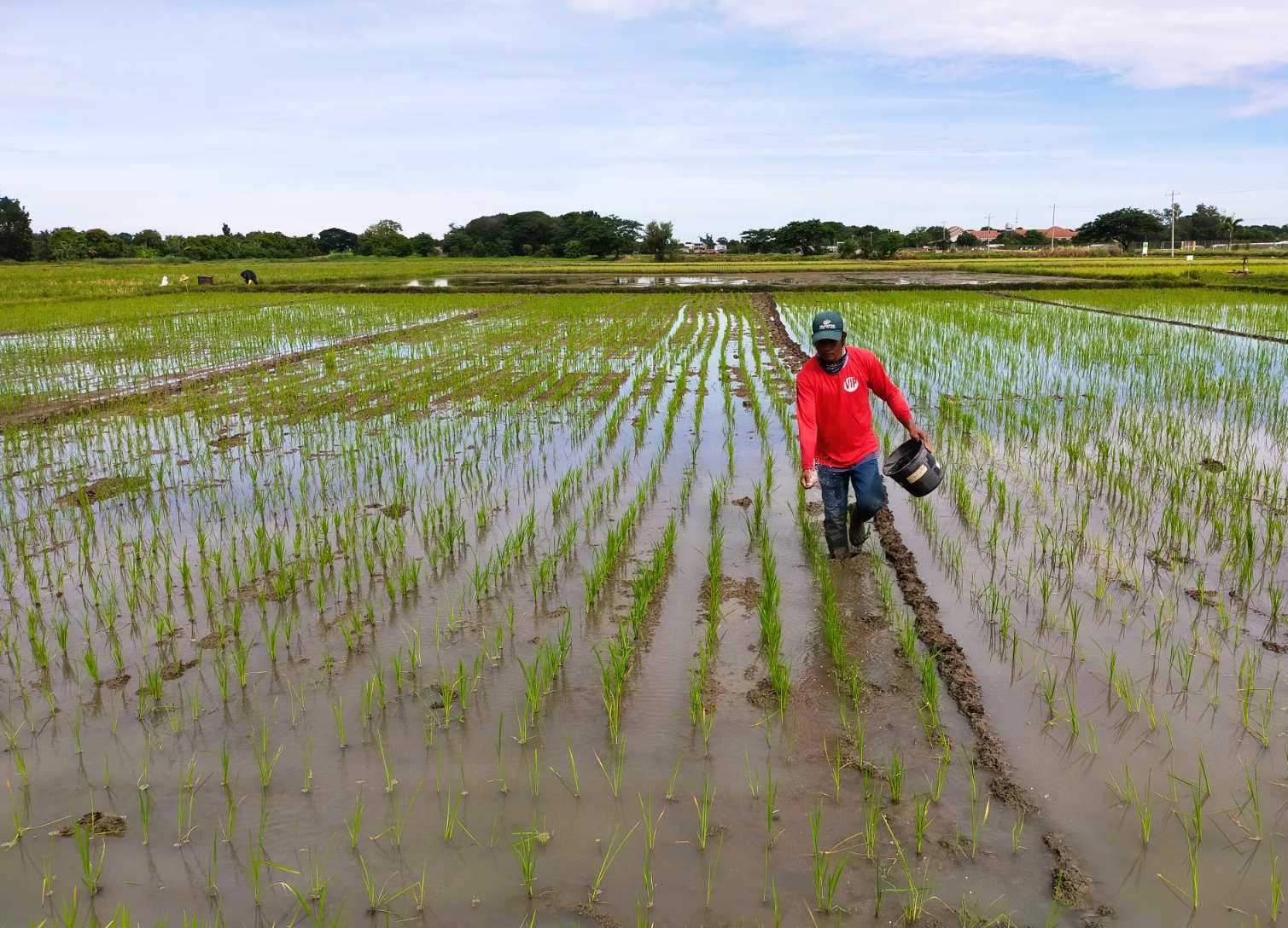 TAO Seeds Hatao | Pasig