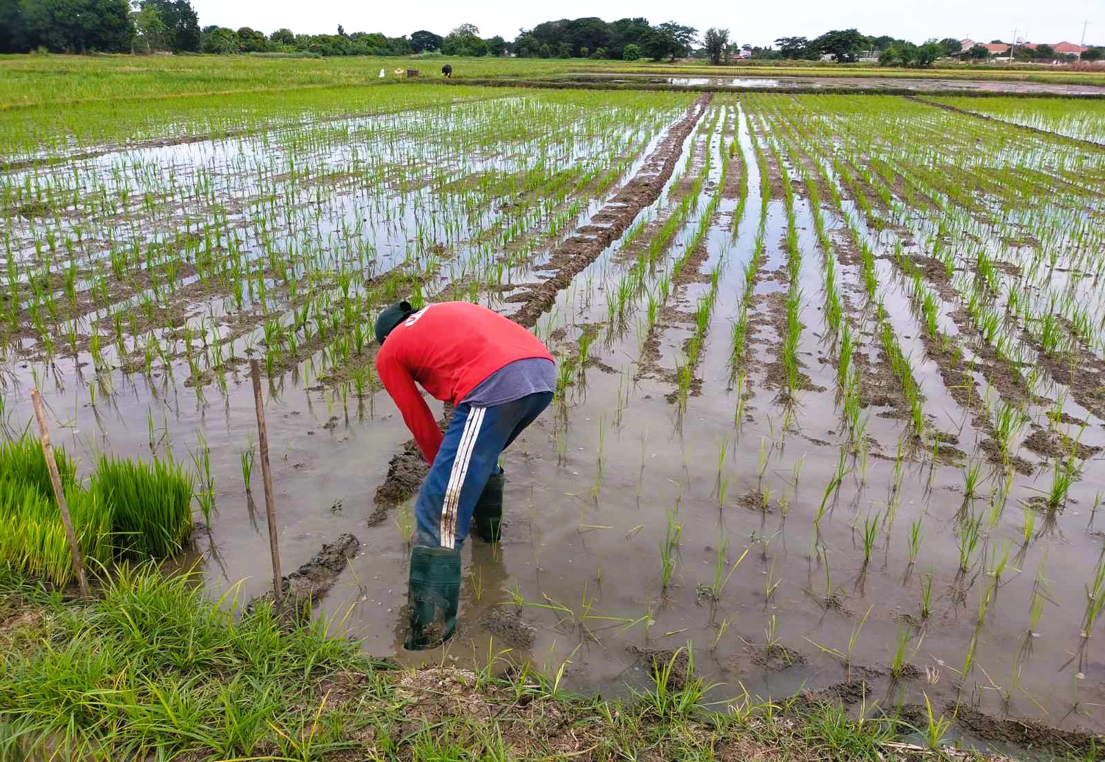 TAO Seeds Hatao - Mga Ka-HATAO, available na ang HATAO Hybrid Rice ...