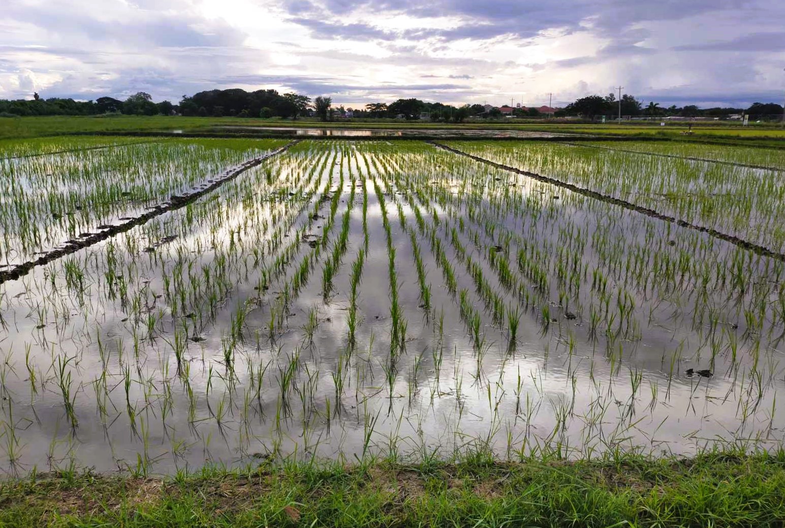 TAO Seeds Hatao - Mga Ka-HATAO, available na ang HATAO Hybrid Rice ...