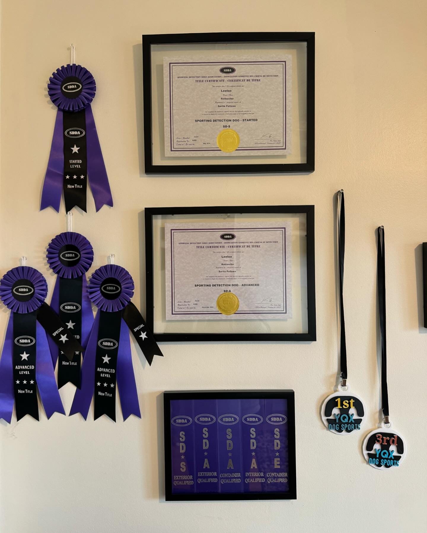 East - The collection is growing.. not bad for a 3 legged pup with a ...