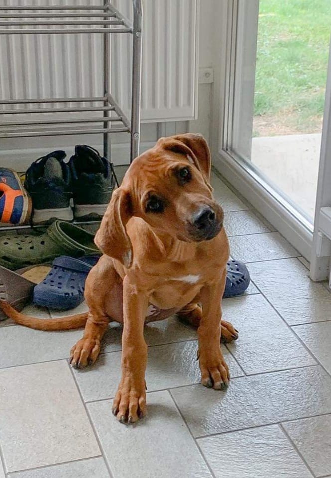 Zback Rhodesian Ridgebacks - Home