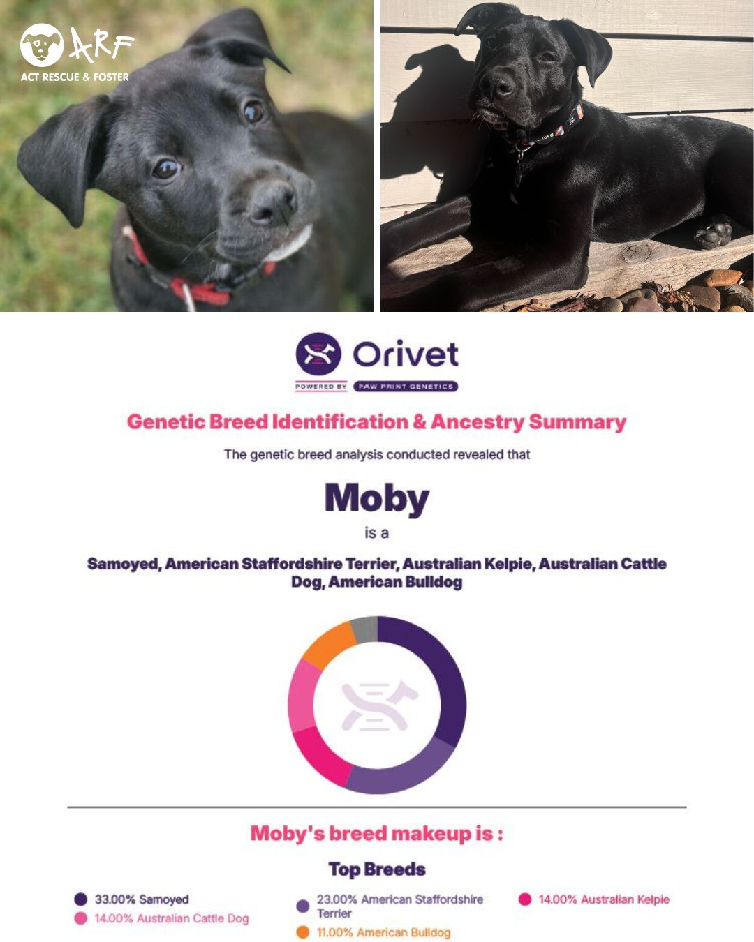 ACT - Ever wonderful what breed your dog is? Why not check out ARF’s ...