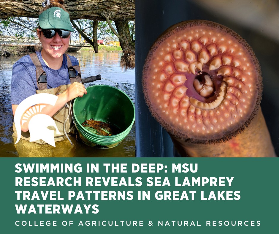 Michigan - How do you catch an invasive fish that’s solitary, nocturnal ...