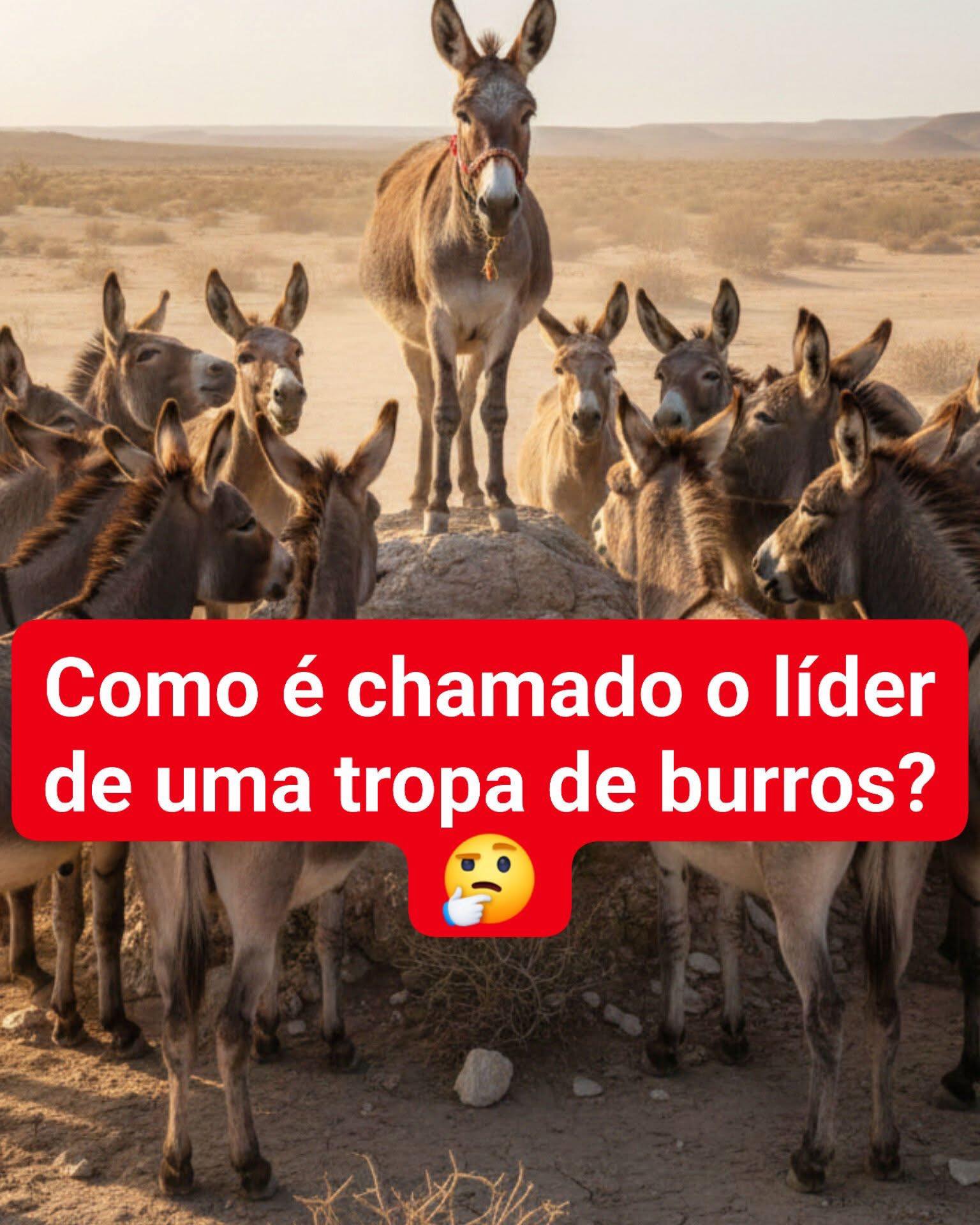 Coruja Profª. - Como é chamado o líder de uma tropa de... | Facebook