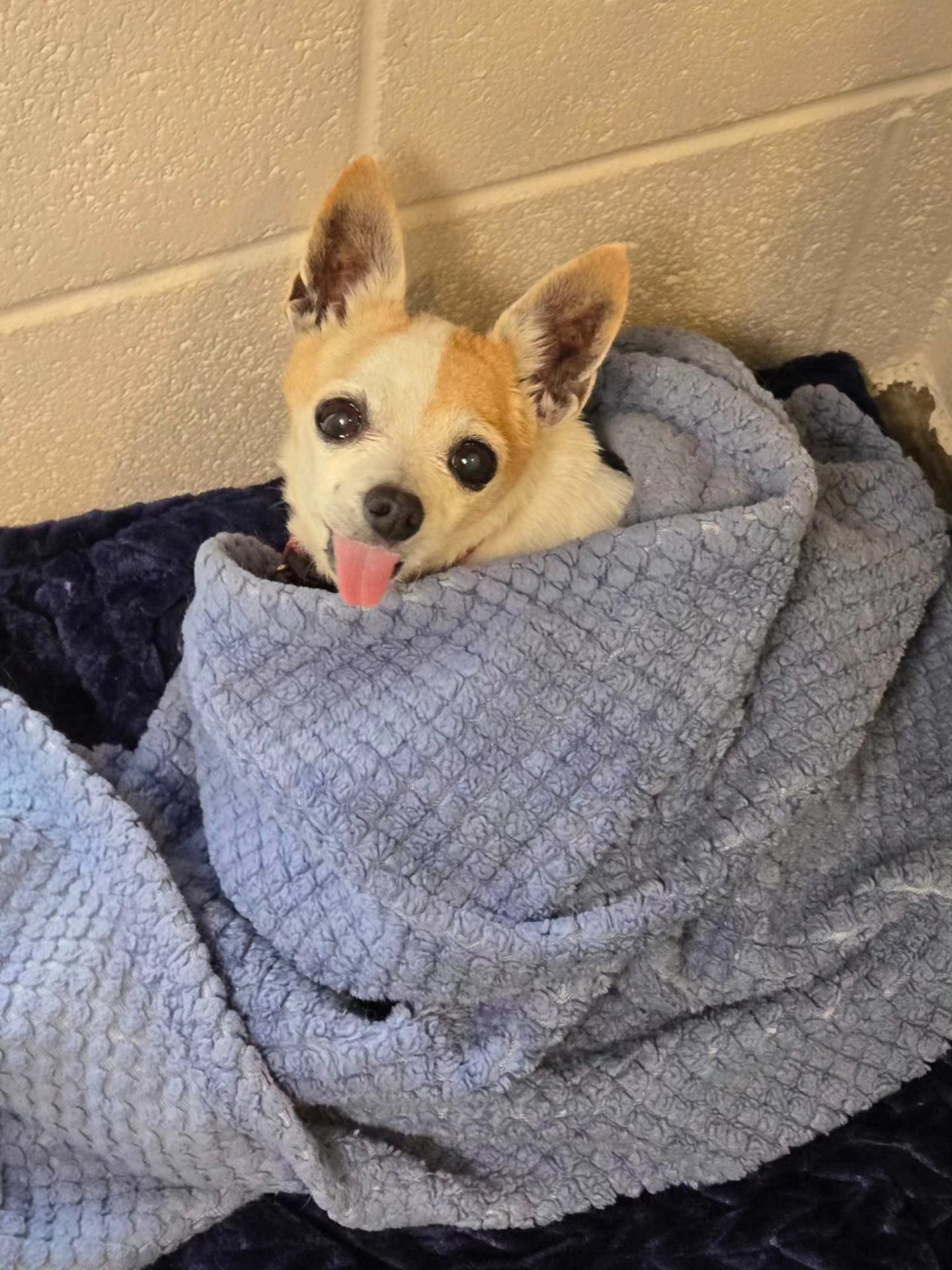Spring Creek Kennel &... - Spring Creek Kennel & Cattery