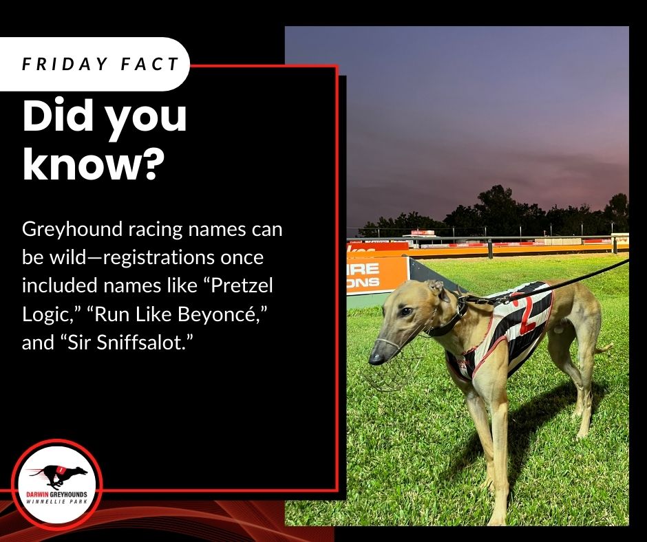 Darwin Greyhounds | Darwin NT