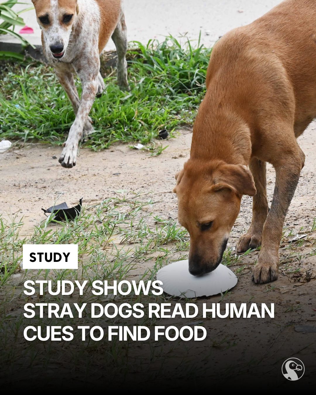 The Dodo - Free-ranging dogs may be paying closer... | Facebook