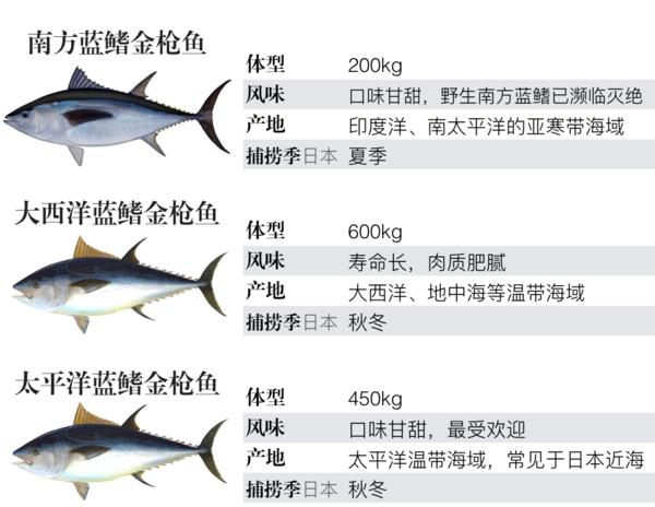 旭昌-南方黑鮪專賣 - [鮪魚種類知多少] 鮪魚是最常使用在生魚片及壽司的高級魚類之一，有魚中之王的美稱。...