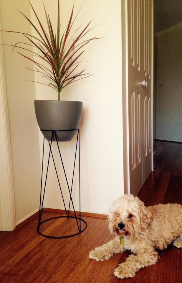 Canberra Indoor Plants Home