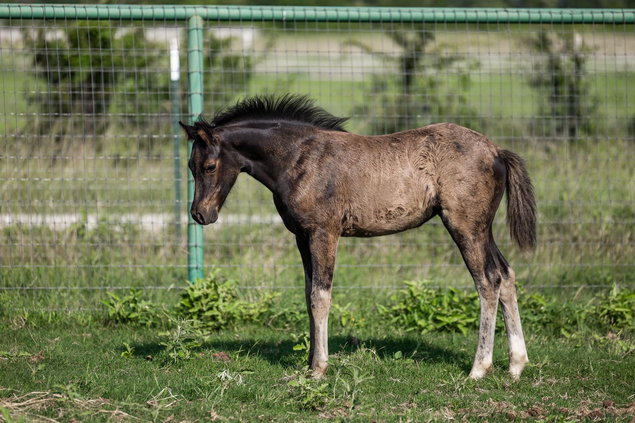 Kickapoo Ponies Texas added a new... - Kickapoo Ponies Texas