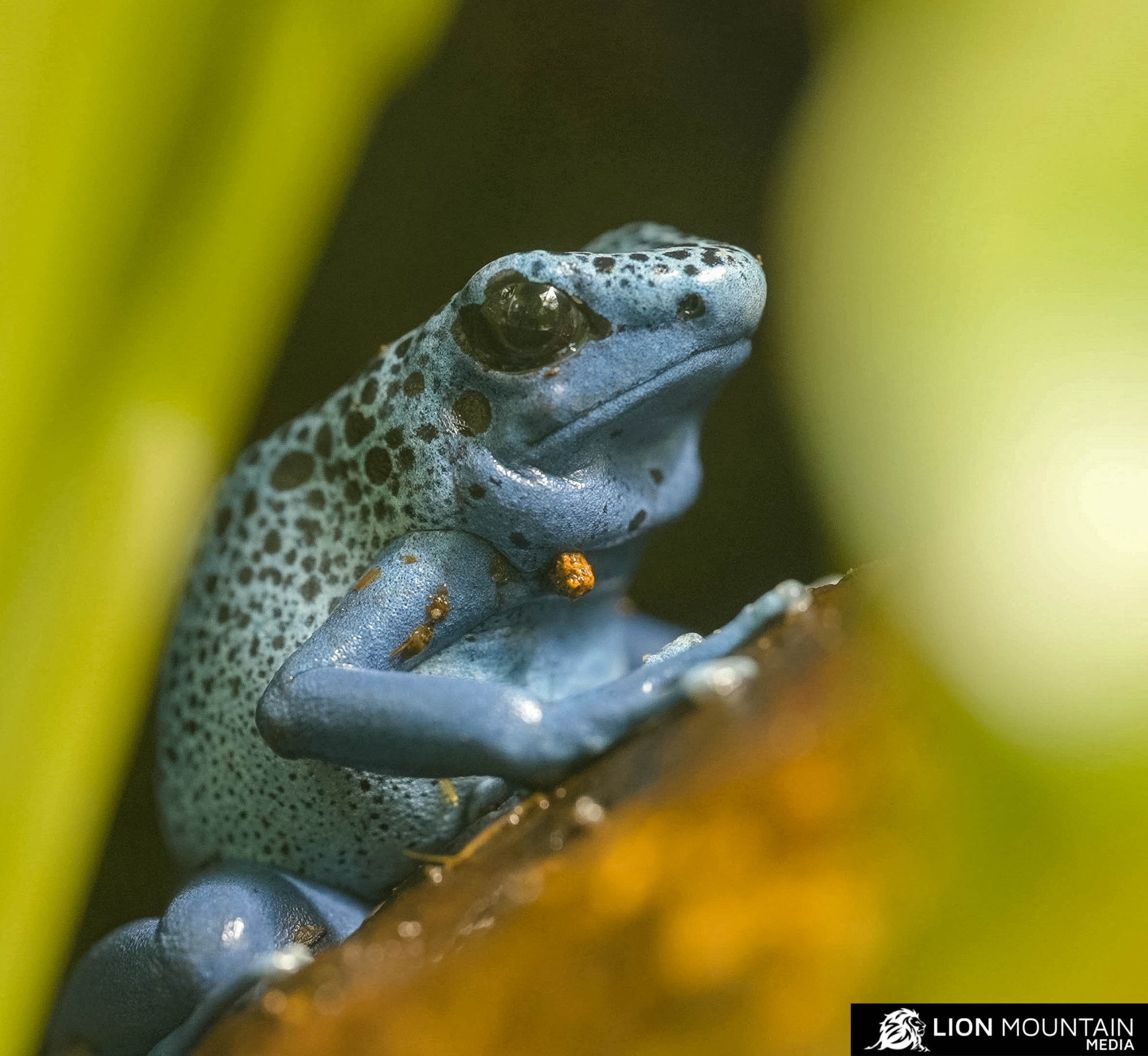 The Jewels of the Rain Forest Nature's most vibrant warning. These