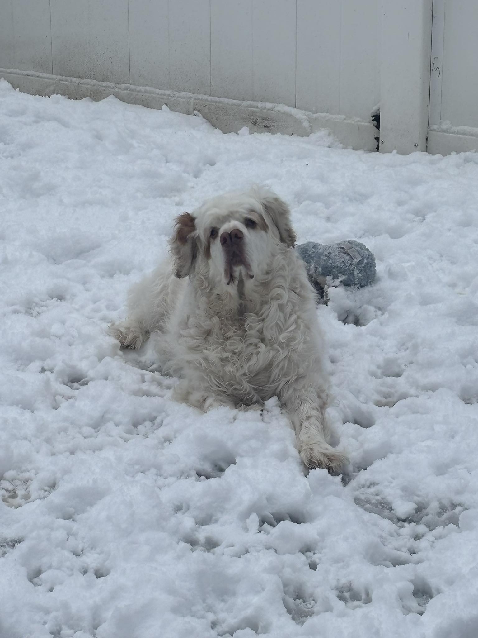 Clumber Spaniel... - Clumber Spaniel Rescue & Placement