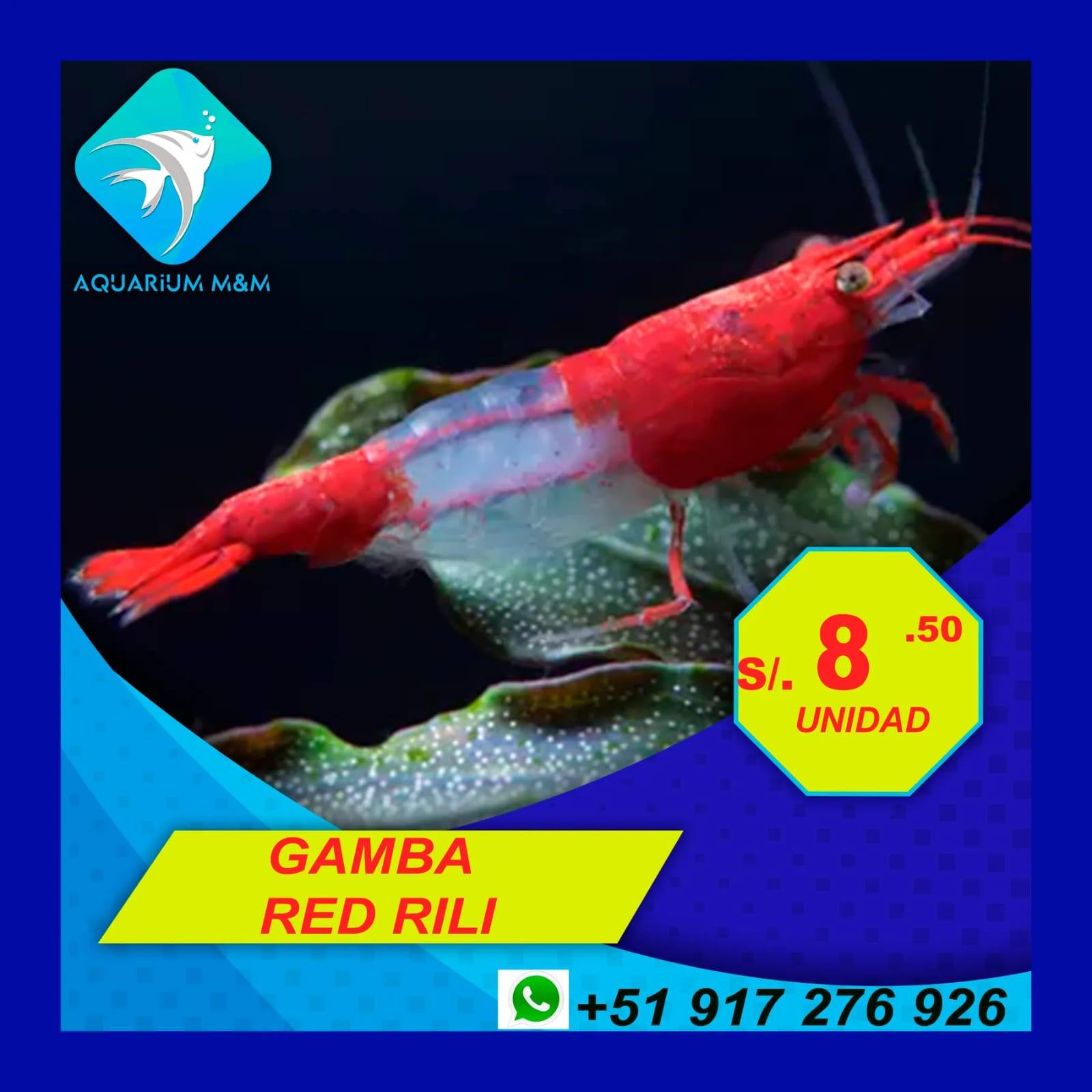 Aquarium M&M - 💎 GAMBAS IMPORTADAS EN STOCK💎 💎 RED RILLI 💎... | Facebook