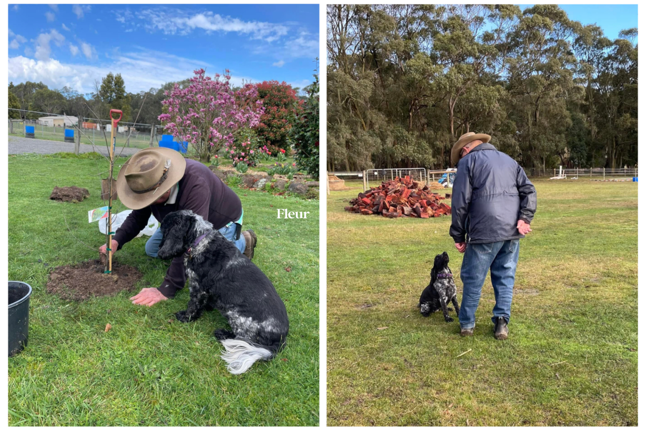 Cocker Spaniel Rescue Australia Inc