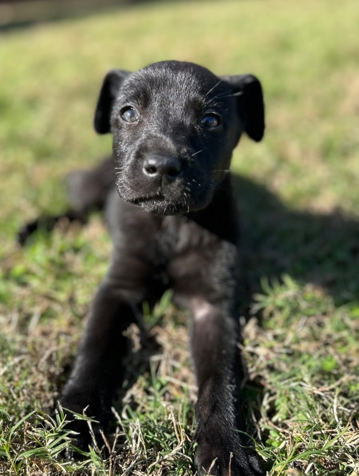 Mile High Labrador Retriever Mission