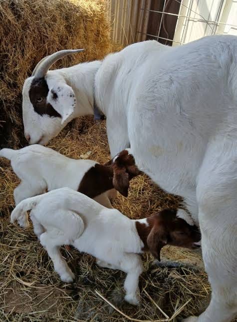 Timmydechef - Multiple births in goats are influenced by several ...