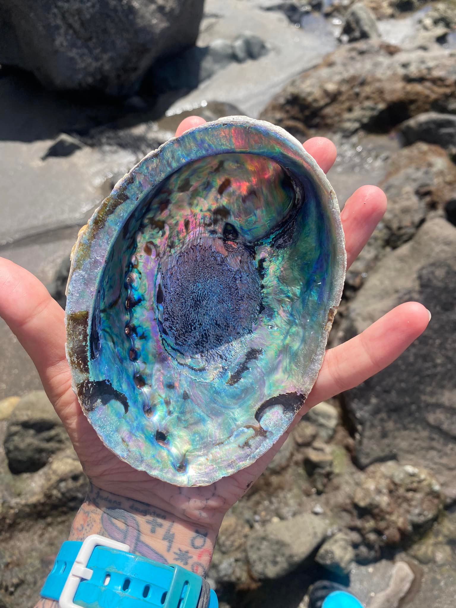 Paua shells can come in some pretty funky shapes and sizes. Have
