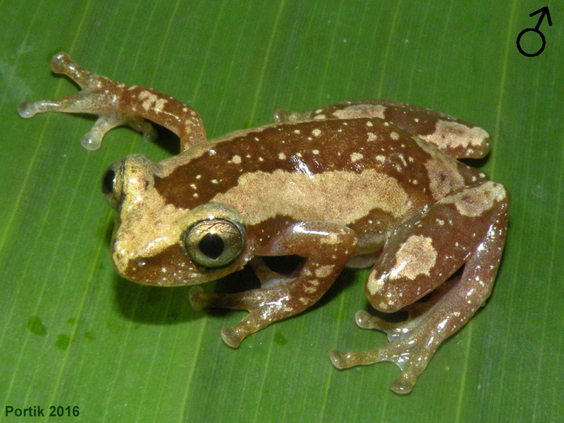 Biowebecuador - #Noticia Un estudio reciente de Kouete et al. (2025 ...