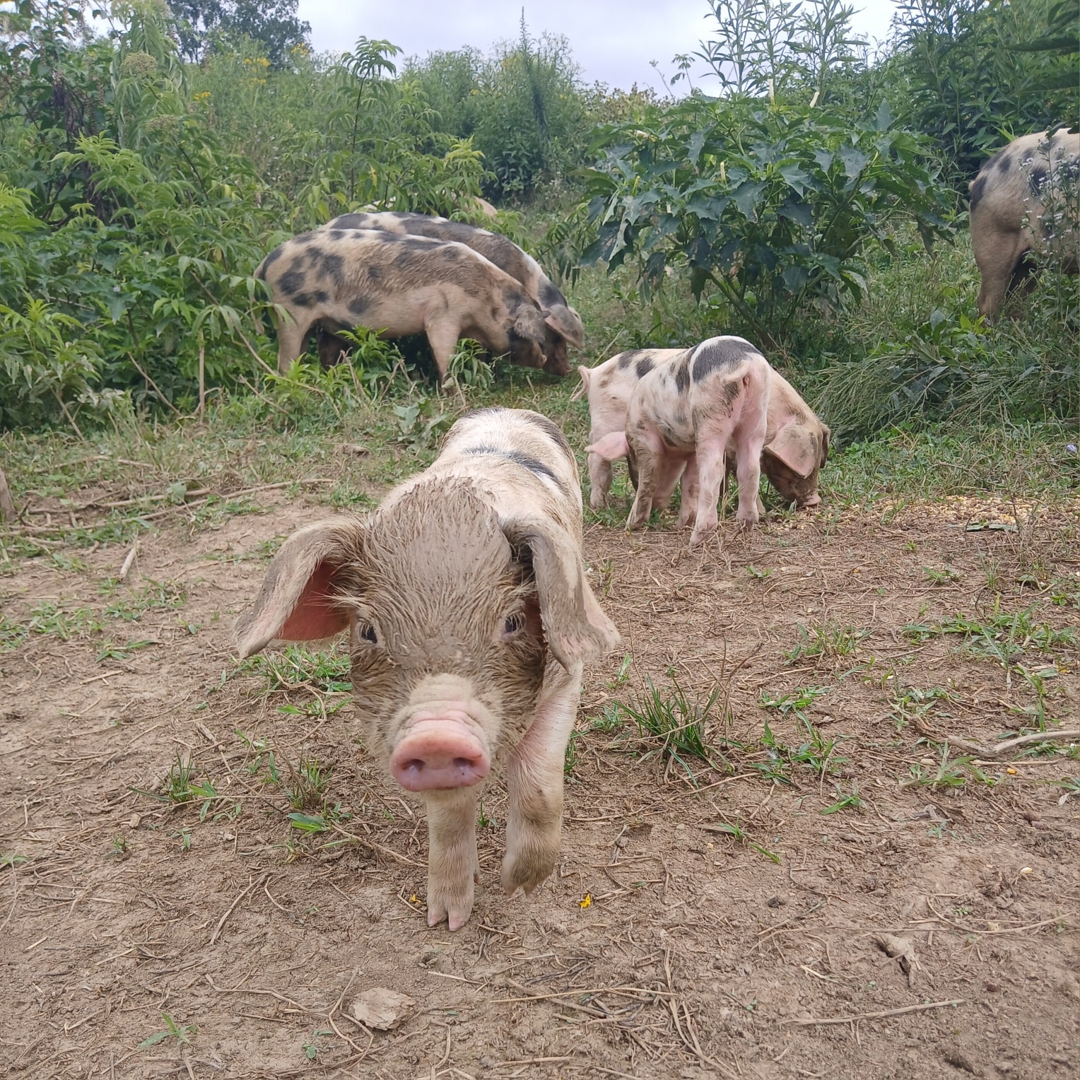 Kelly Ridge Farms LLC | Meadowview VA