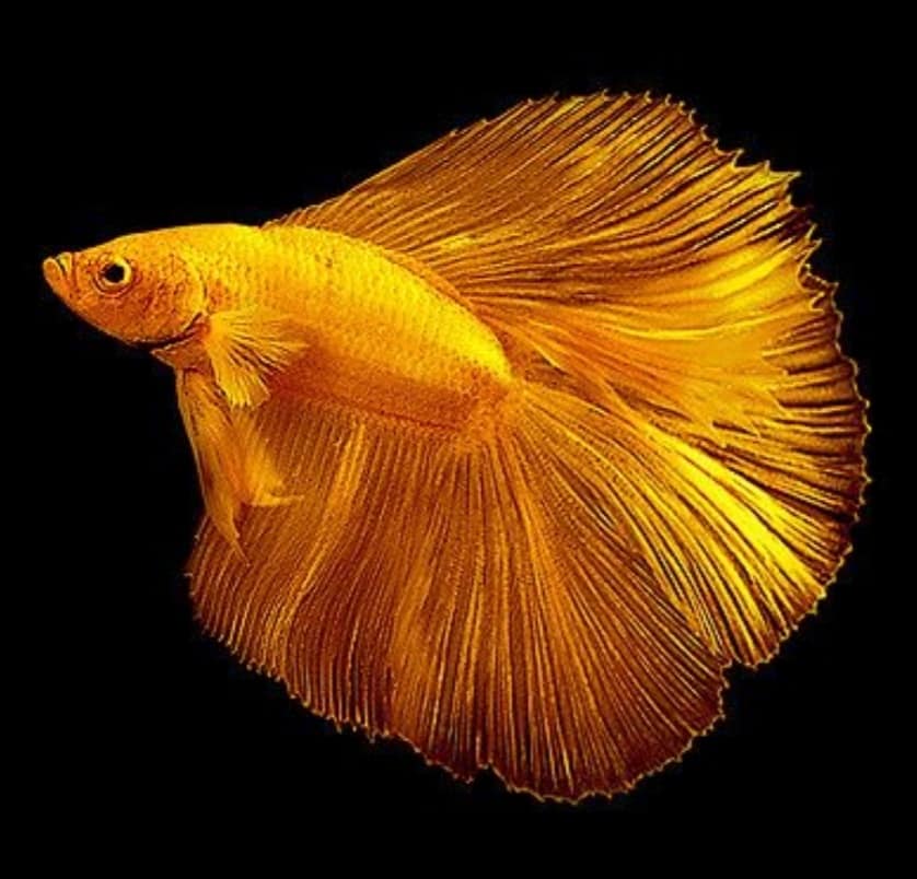 SB Aquarium Fish | Dhaka