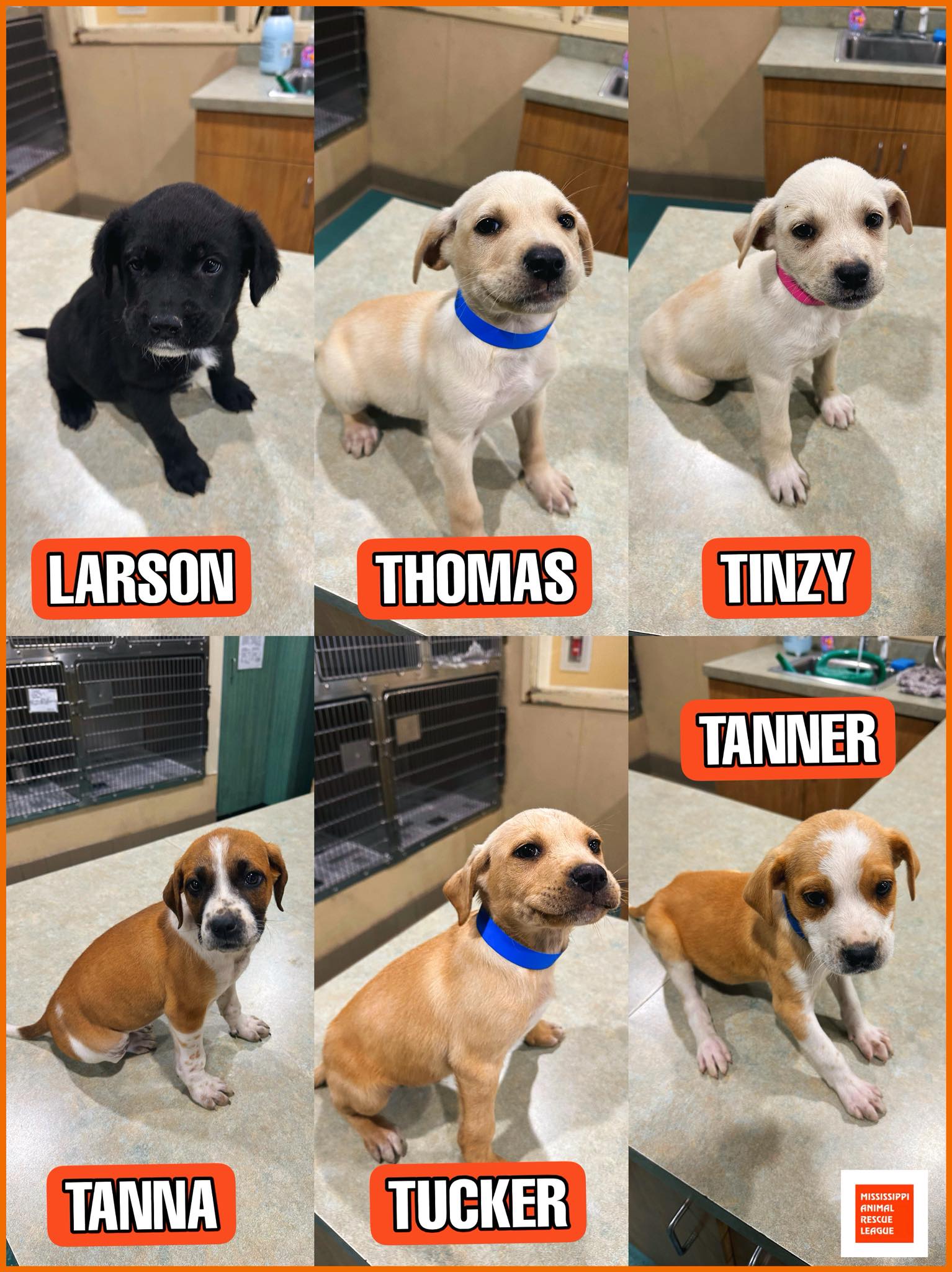 Did you all see our... - Mississippi Animal Rescue League | Facebook