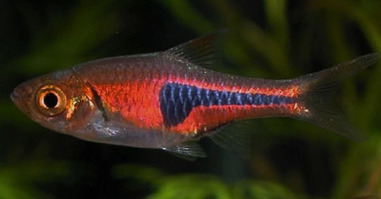 Micro - 🐟 Espei Rasbora – Trigonostigma (2.5cm) 🐟 Tiny but mighty! 💥 ...