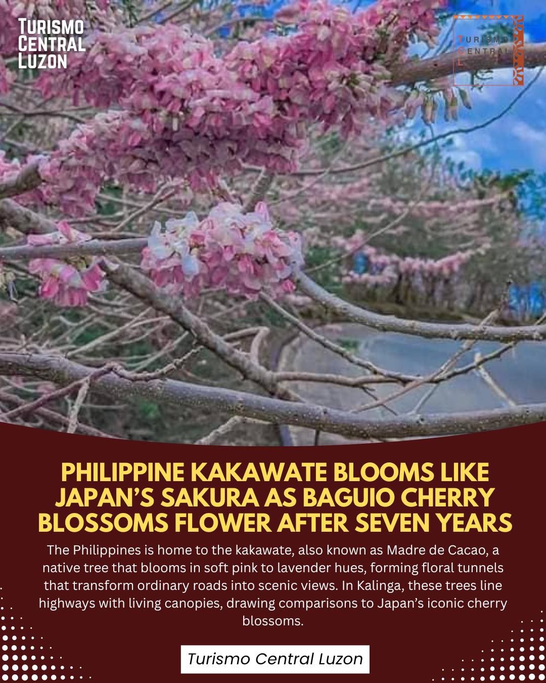 Turismo - Did you know the Philippines has its own version of sakura ...