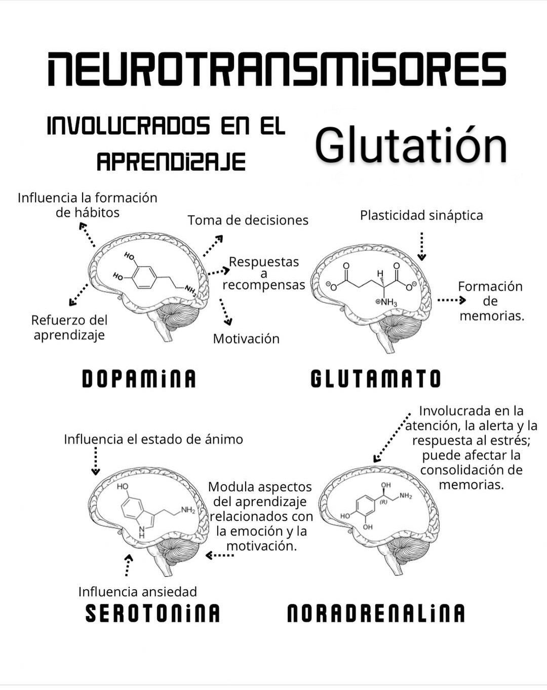 🧠 Sistema glutamato–glutamina: cuando se confunde con autismo Hoy muchas conductas infantiles se etiquetan rápido como autismo. Pero hay algo que casi no se explica 👇 👉 el sistema glutamato–glutamina. 🔬 ¿Qué