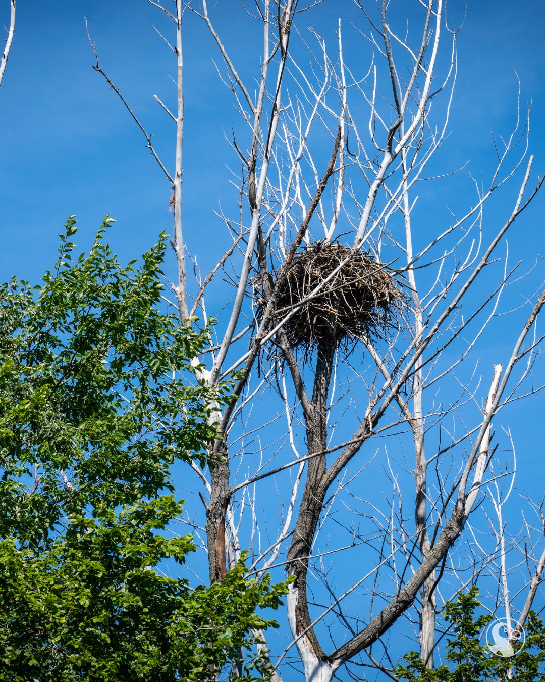 The Dodo - What kind of animal makes this nest? | Facebook