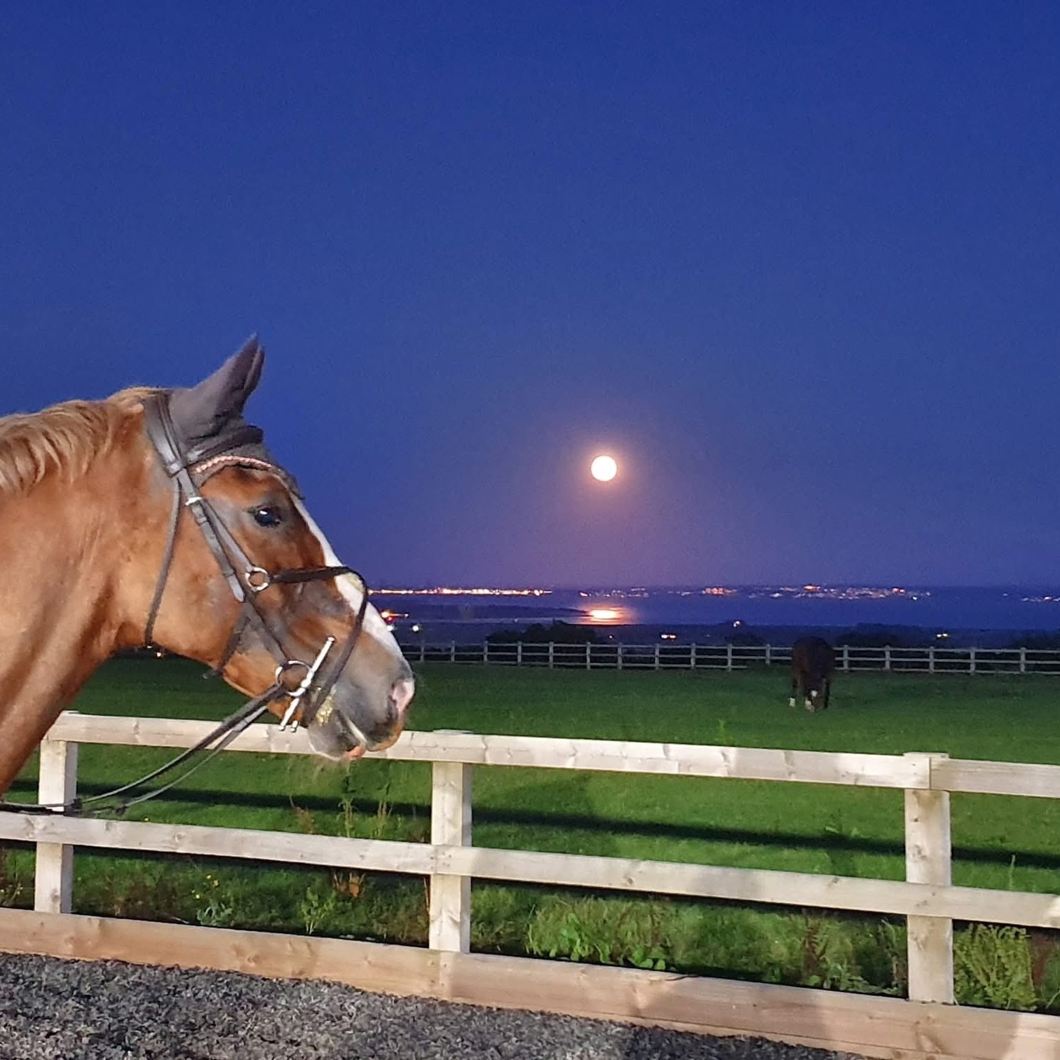 Stallions At Stud In The Uk | Are there any studs with availability ...