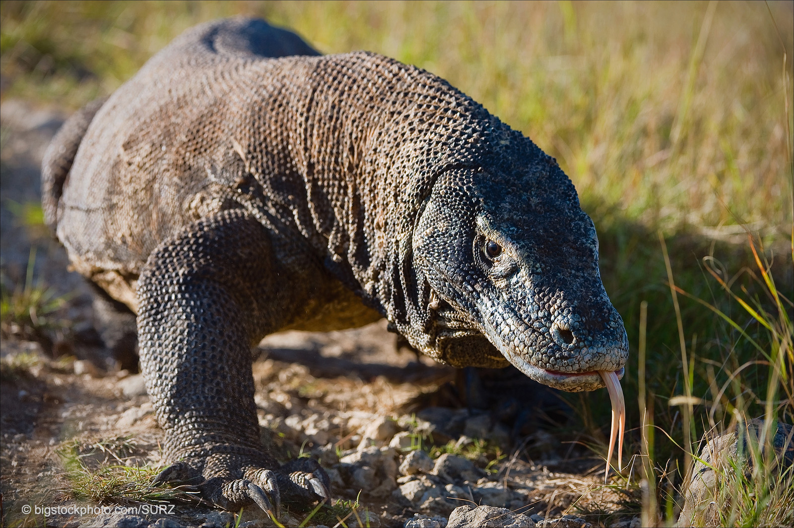 Does - LARGEST LIZARDS. The largest living lizard species is incredibly ...