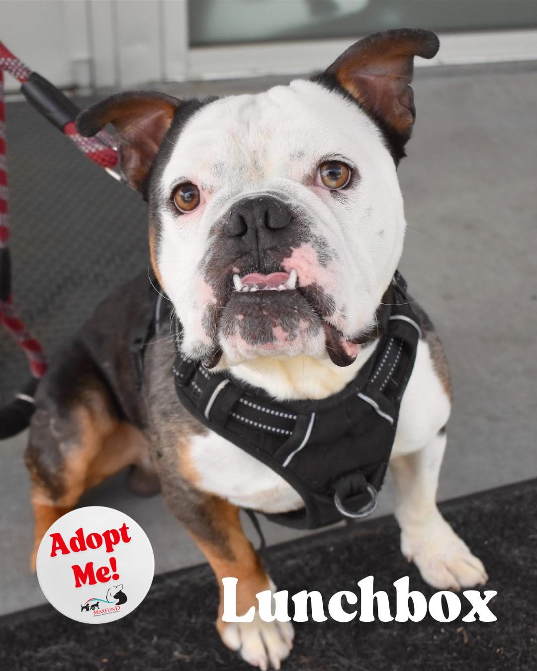 MaxFun... - MaxFund No-Kill Animal Shelter and Adoption Center