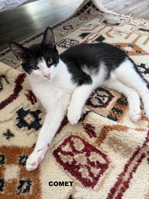 North Toronto Cat Rescue added... - North Toronto Cat Rescue
