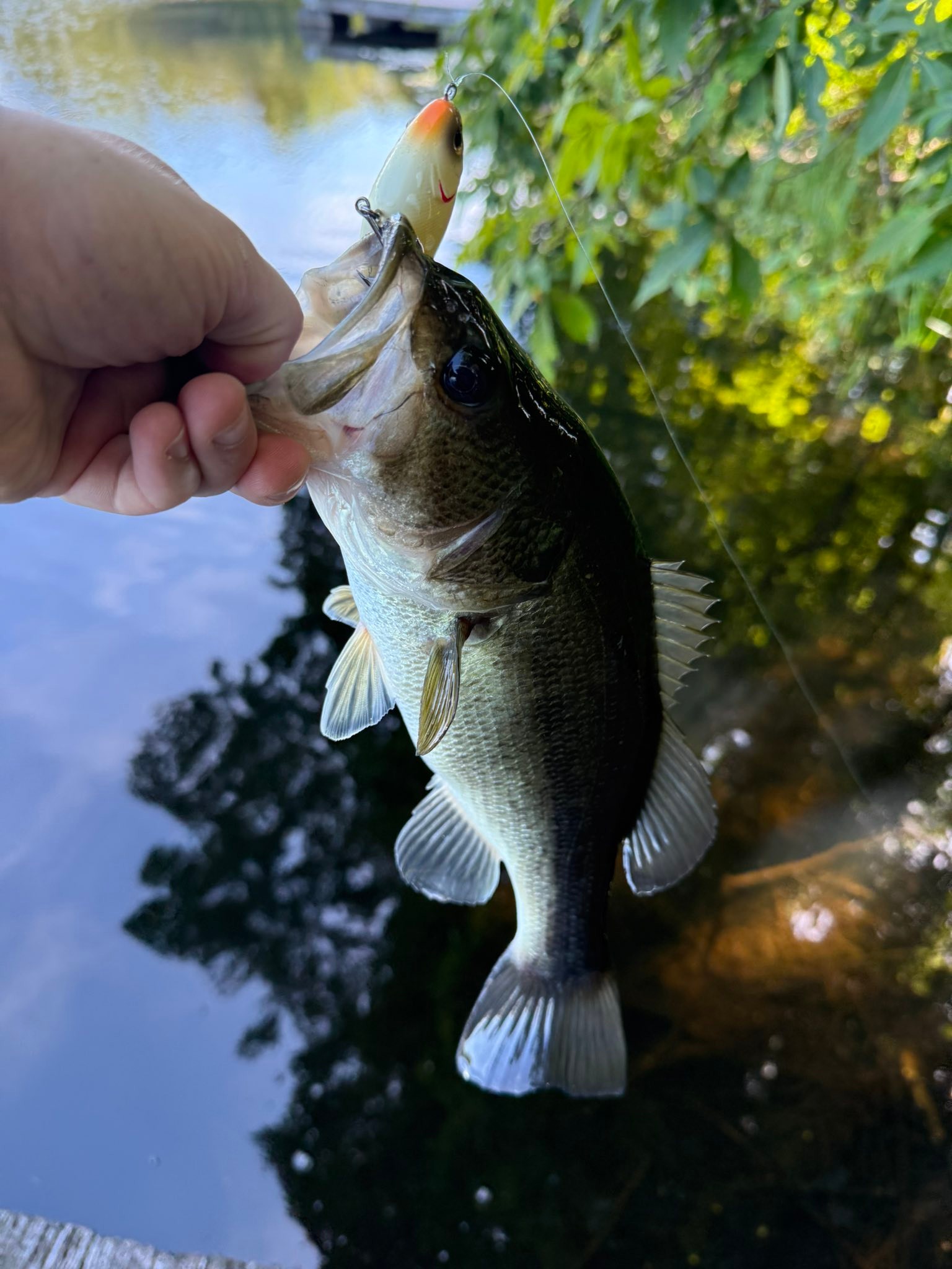 el chapo fishing lure Berkley Saltwater Choppo Berkley CHOPPO | Lure Review