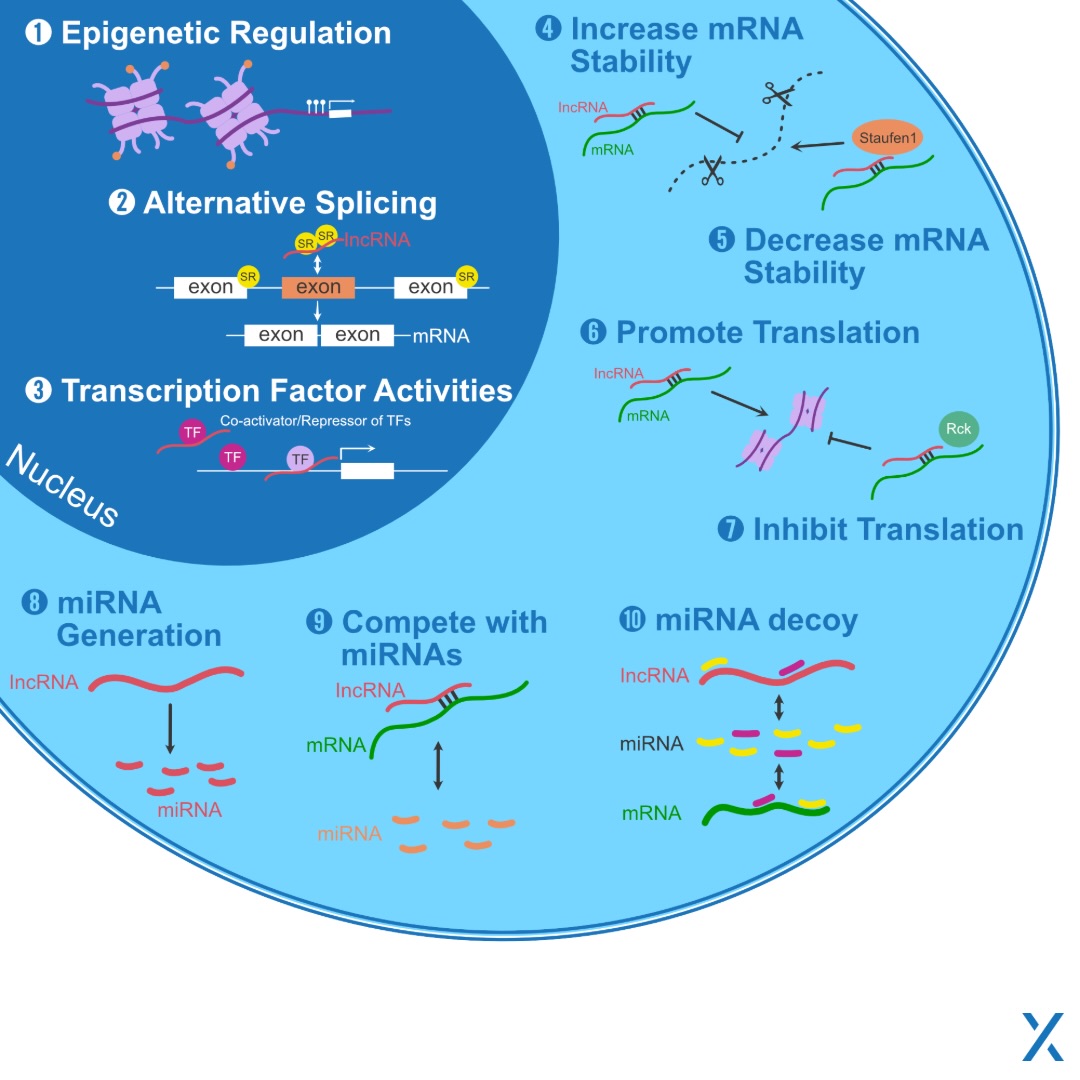 CBEHx - Long non-coding RNAs (lncRNAs) influence gene expression ...