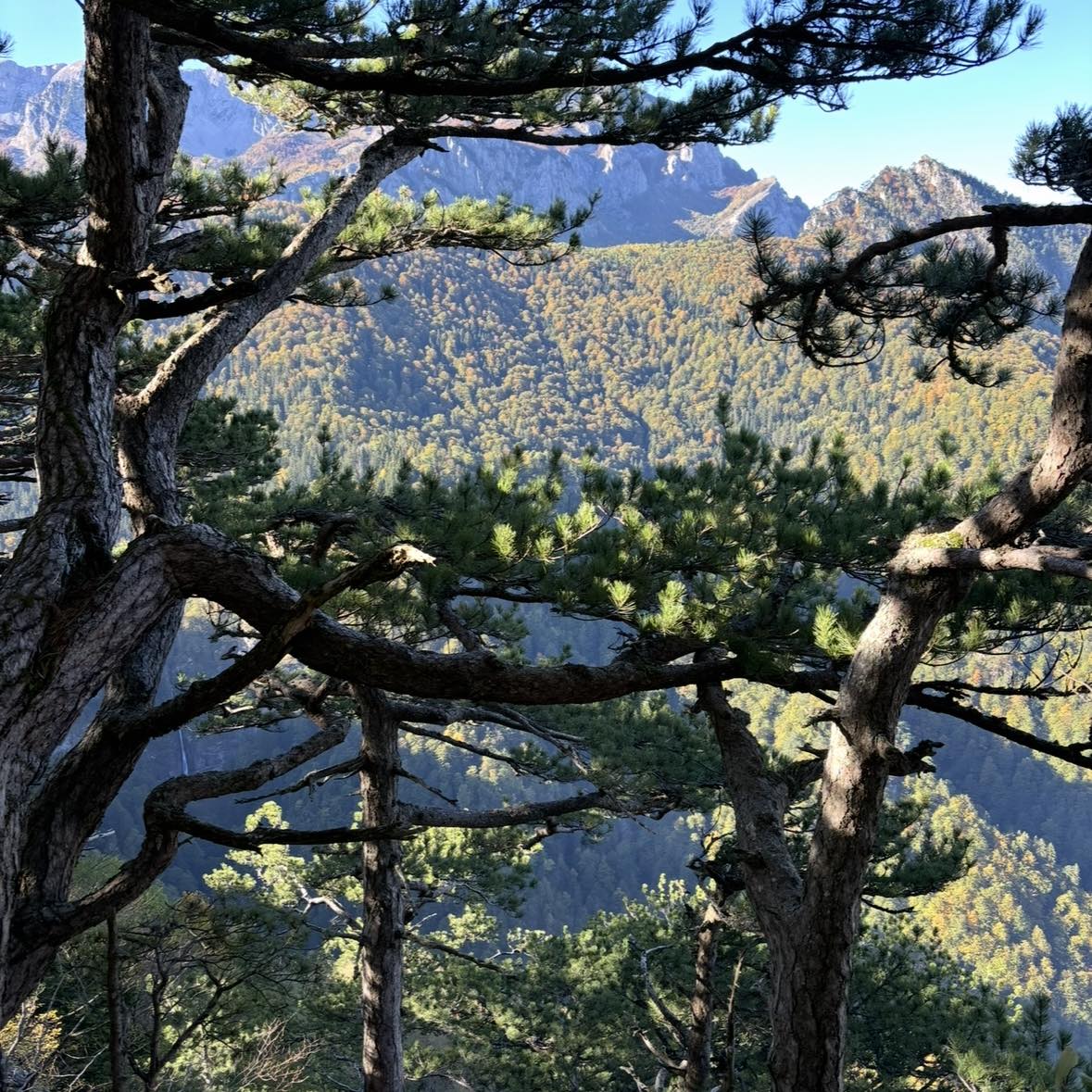 A softer kind of silence 🍂🤎🪵 #rainsound #nature #asmrnature #forest # ...