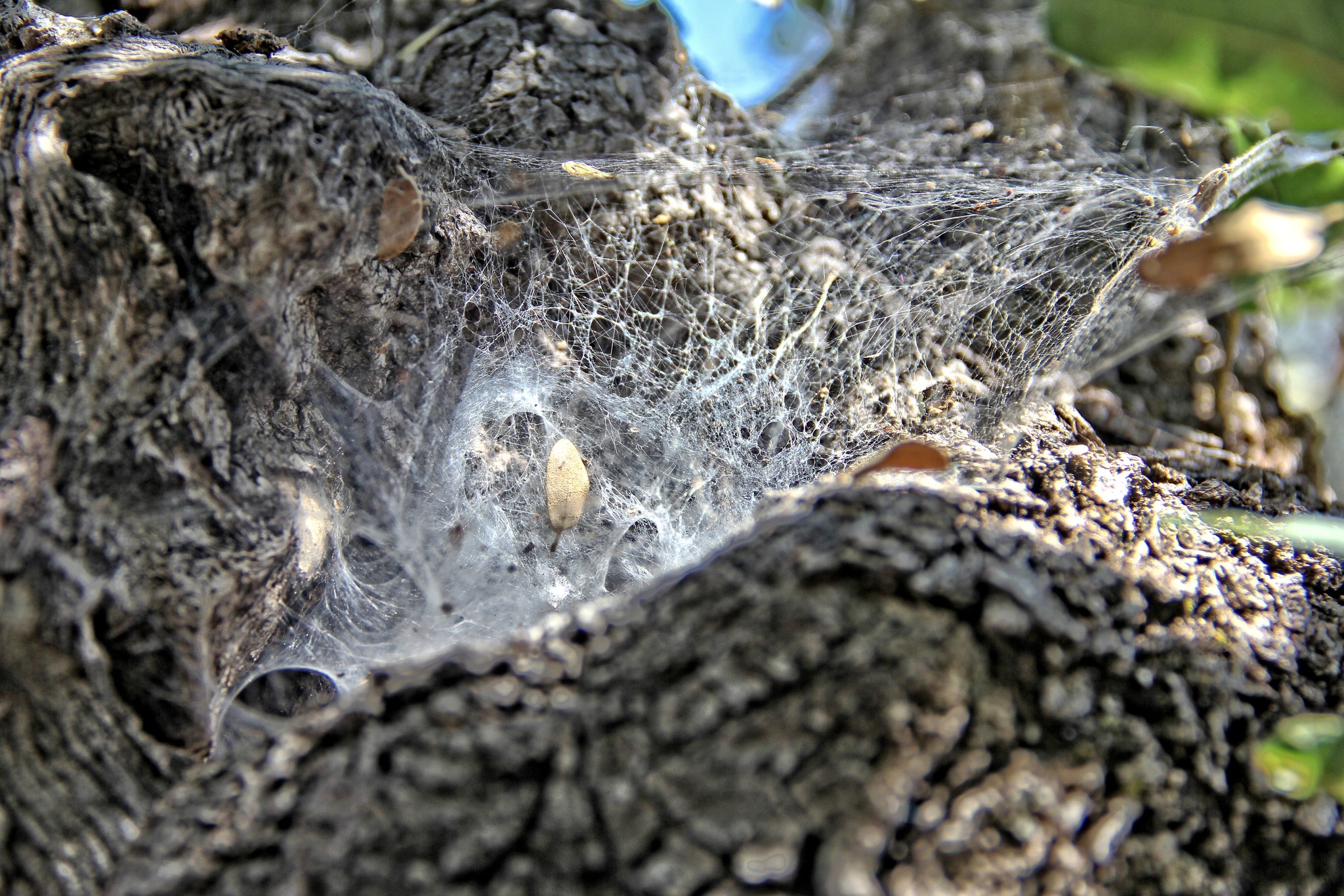 Photo - This spider web was in a tree about eye level with me, and I ...