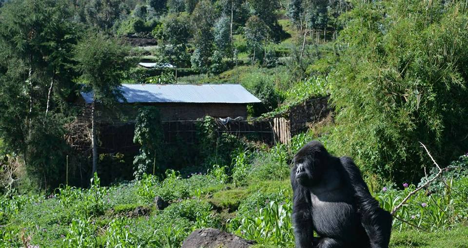 Treks 2 Rwanda - DID YOU KNOW: Currently it is bamboo...