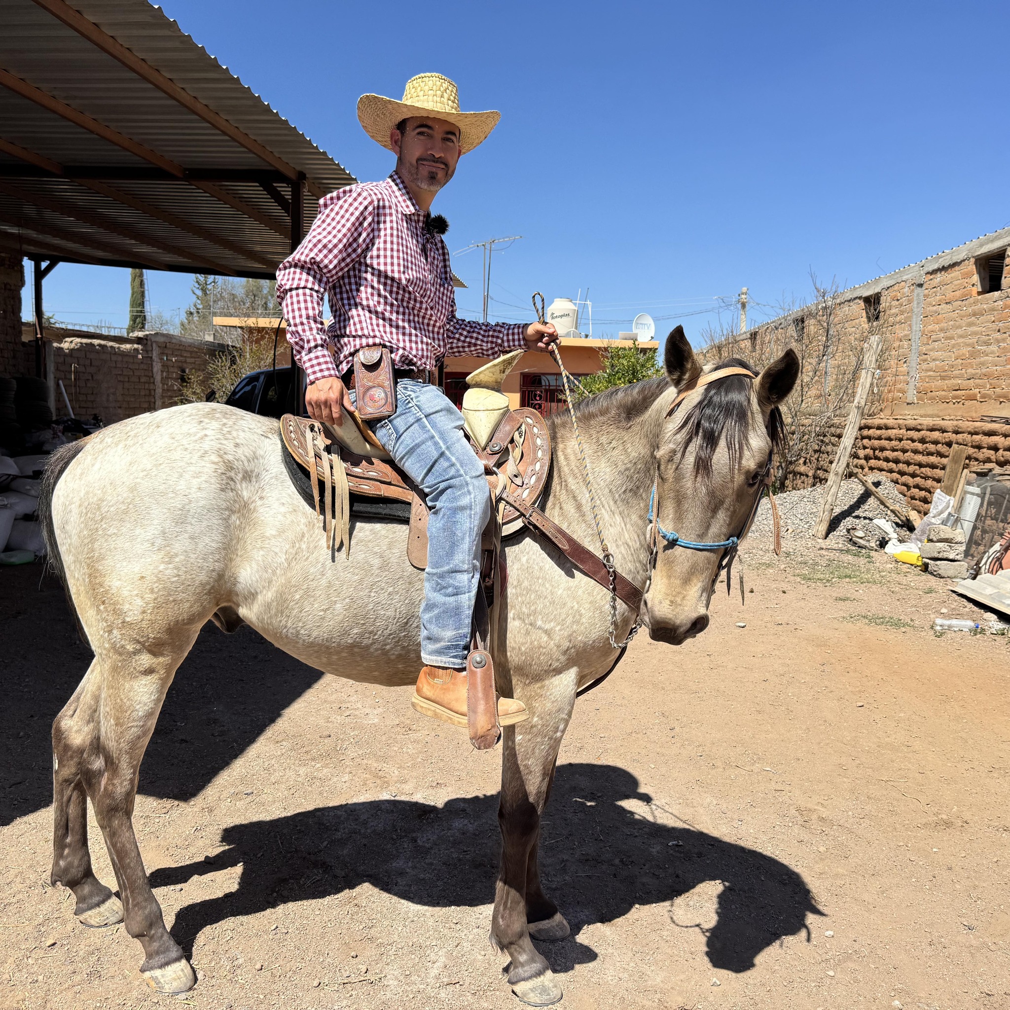 El Canelo De Abrego, De Registro Traido De Estados Unidos Descendiente ...