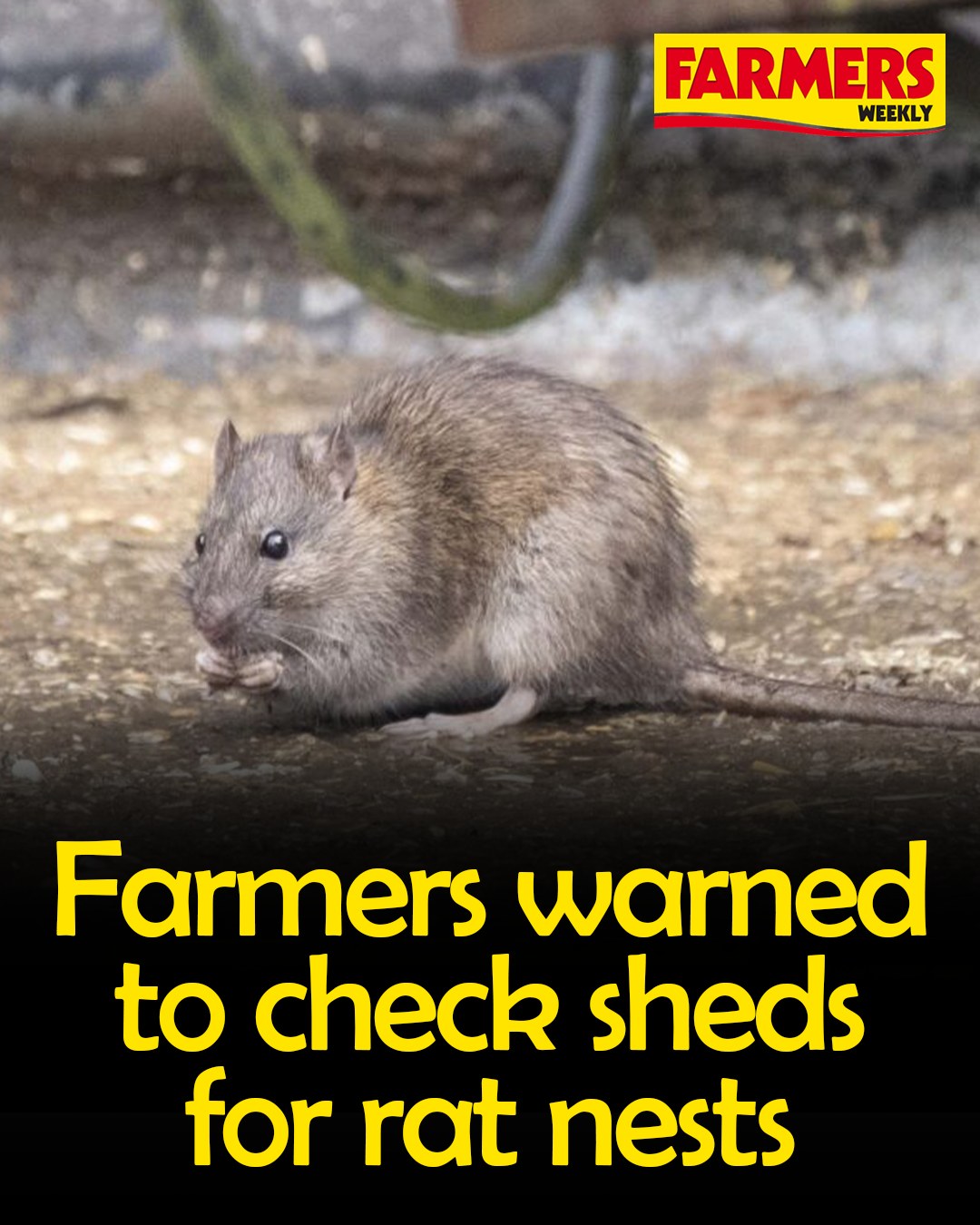 Farmers Weekly - 🐀 Farmers are being urged to check... | Facebook