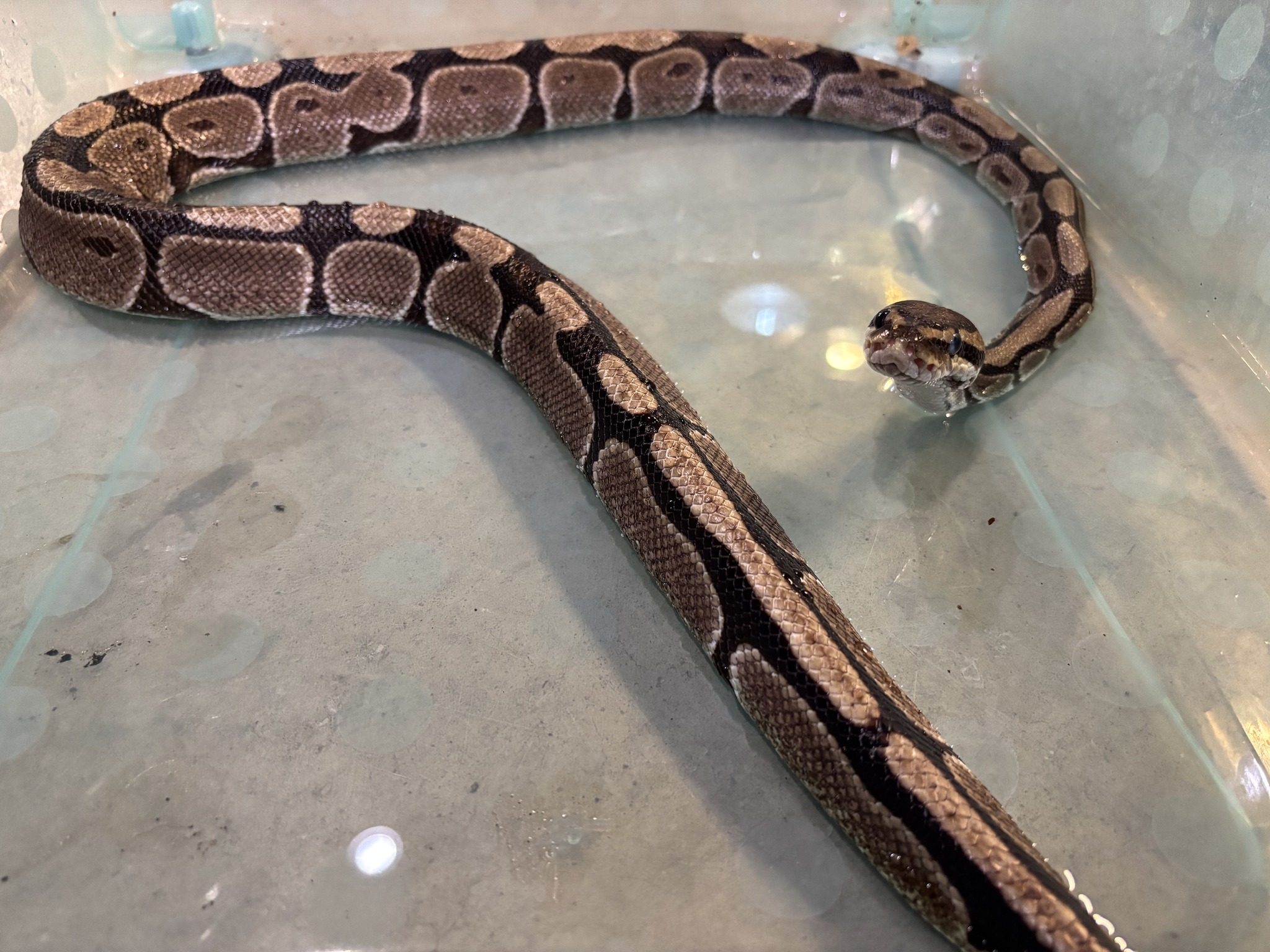 Spa time😌 Ball python... - Black Pine Animal Sanctuary | Facebook