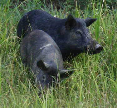 Rewild - Invasive Species Spotlight: Feral Hogs (Sus scrofa) Did you ...