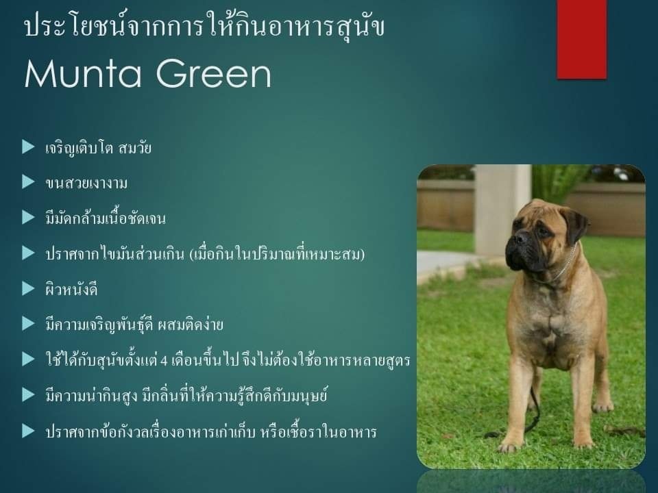 Munta Pet Care - มันตา กรีน ทำไมจึงเป็นคำตอบสำหรับ... | Facebook