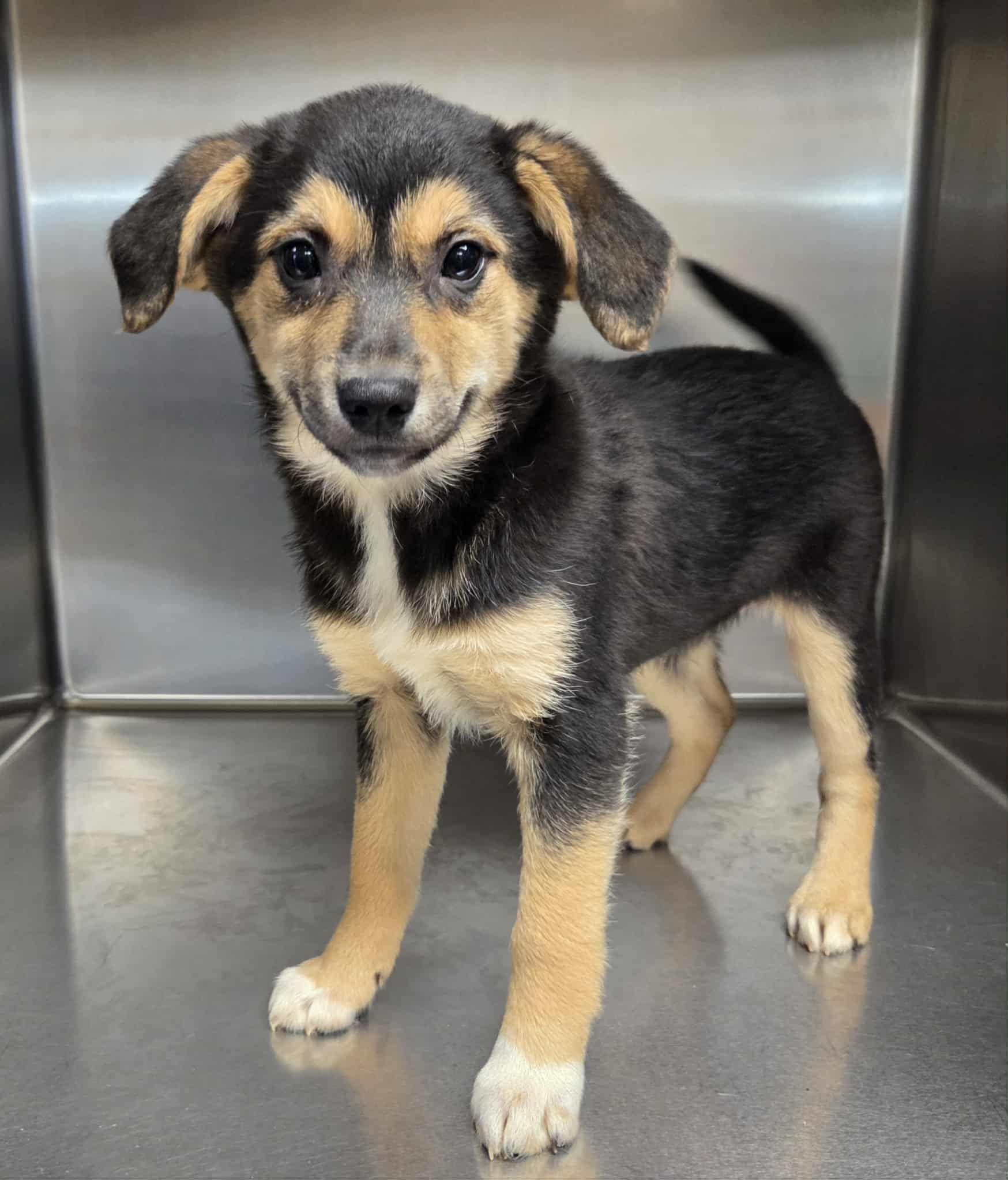 Justice Rescue - Vivian is a 3 month old spayed female... | Facebook