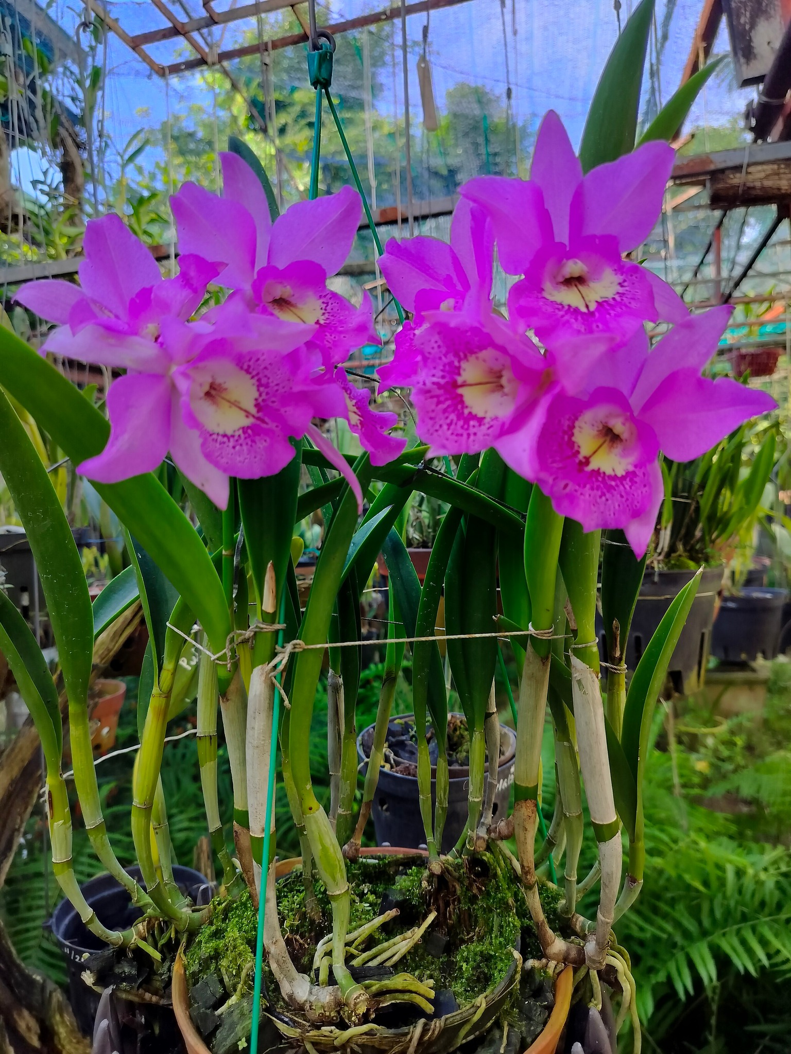 Brassocatanthe Little Mermaid'Janet' Dogashima1997.