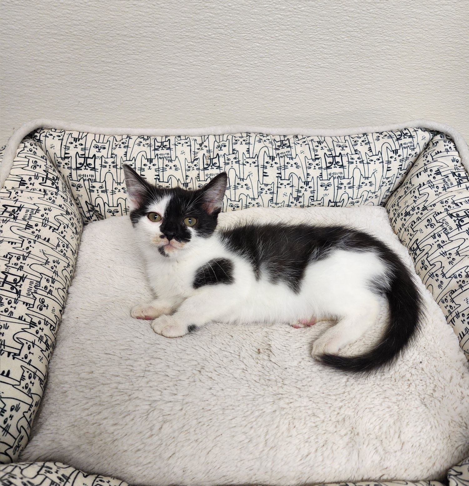 Meet Aurora, adoptable domestic short hair mix cat