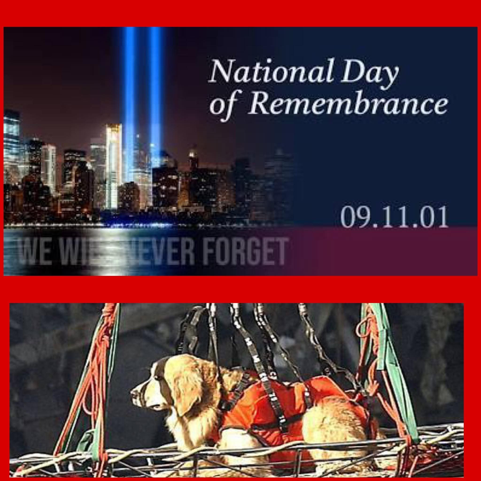 Sammy - IN LOVING MEMORY OF RILEY ️ Riley was a famous dog who was the ...
