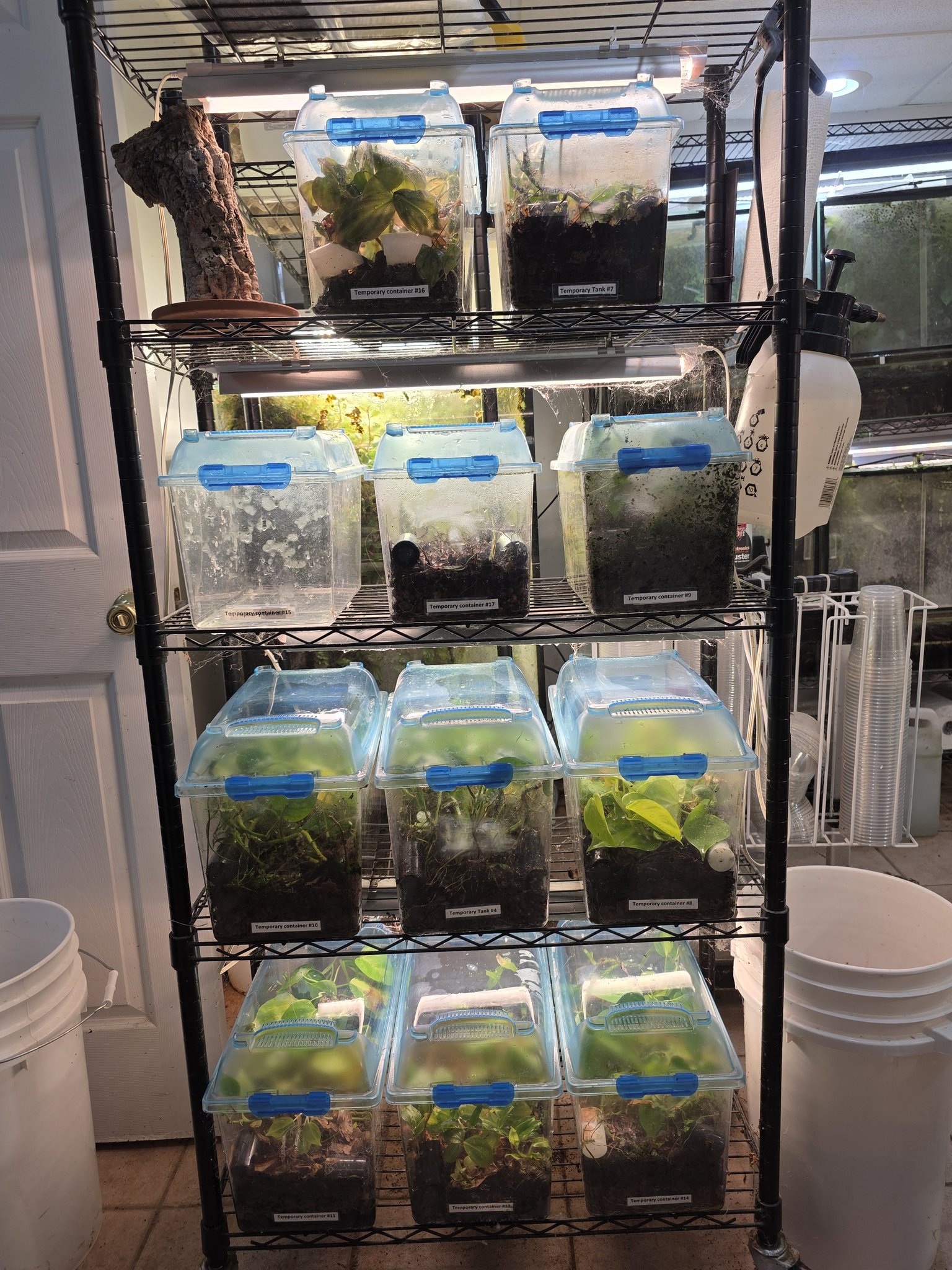 Dart Den - One of my two Grow-out racks. Love the... | Facebook